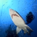 shark_tiger_sand_atlas_v_0378_nca0837.jpg